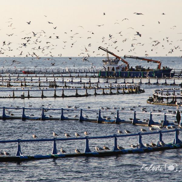 Esdeveniment Balfegó